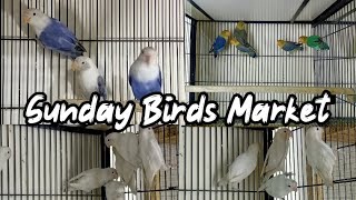 Visit Ali Bhai Shop Los Road Birds Market Lahore Birds Latest June Prices Update 15-Aug-2022