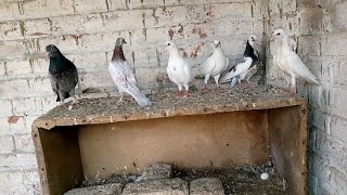 Friend Ke Ghar Per Breeding Progress Ful Garmi Mein #MAsadBirds #Pigeon #Kabutar