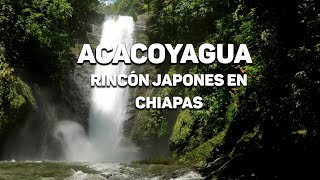 Japoneses en México | Acacoyagua Un rincón muy Japonés | Cascadas Hermosas en Chiapas