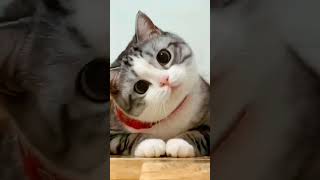 best cat video | new animal video 2024 | viral cat 2024. #cat#funny_cats #viralreels