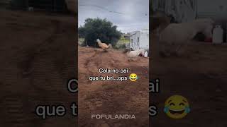 #animais #animaisfofos #animals #animal #fofo #cuteanimals #funny #animaisengraçados