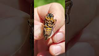 Cicadas Survive by Sheer Population and Numbers! #shorts, #nature, #cool