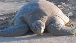 Beautiful Black Turtle