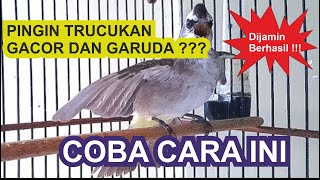 CARA CEPAT AGAR BURUNG TRUCUKAN  GACOR DAN NGGARUDA