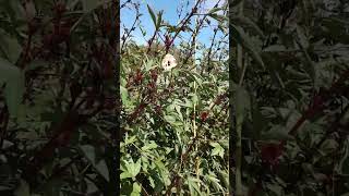 Roselle is blooming 10-31-23