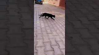 Dark cat running #cat #meow #meowing