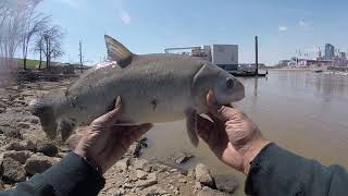 OHIO RIVER Sucker 4-3-19