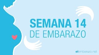 Semana 14 de embarazo | 14 semanas de embarazo | El embarazo semana a semana