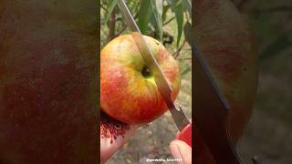 Harvesting and cutting fruits 🍎🍏🍑🍐 #fresh #fruits #cutting #harvesting @gardening_lover7469