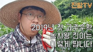 2019년 첫 고추 수확현장 l 고추농사 고추모종부터 고수수확까지 가보자 #5 l 농사왕진이는 고추를 이렇게 땁니다