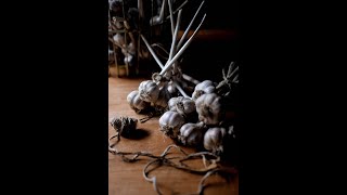 Cleaning and Storing Garlic for Winter and my failed attempt to faux braid. FALL 2021 VLOG