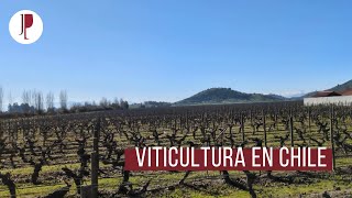 Viticultura en Chile