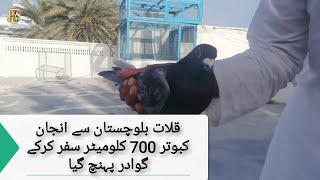 A pigeon flies from Kalat Balochistan to Gwadar Balochistan #pigeon #flies #pigeonlover