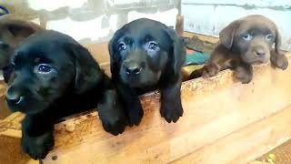 Щенки лабрадора, чёрные и шоколадные. /Labrador puppies, black and chocolate.