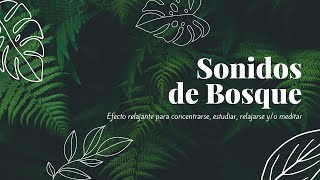 Encuentra paz: Sonidos de bosque con acústica 🌲🌿