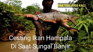 Sepot Ikan Hampala Nggak Ada Habisnya