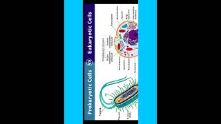 what is the difference between prokaryotic cells and eukaryotic cells microbiology Hindi #trending