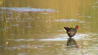 Gallinule poule-d'eau (Gallinula chloropus)  & Chevalier culblanc (Tringa ochropus)