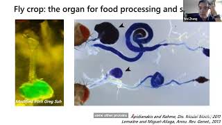 Neuro Zoom (6/13/2022) – Jiefu Li (Janelia Research Campus) and Wei Zhang (Tsinghua University)