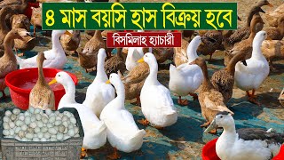 ৪ মাস বয়সি ক্যাম্বেল  হাঁস যেভাবে পালন করবেন দেখুন  । সঠিক পদ্ধতিতে হাঁস পালন করুন