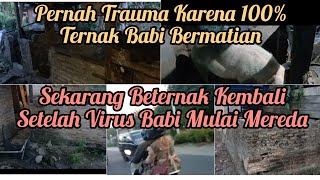 PENDUDUK KAMPUNG INI MULAI BERANI BETERNAK BABI DI BELAKANG RUMAH SETELAH 2 TAHUN KANDANG KOSONG