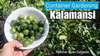 HARVEST TIME: KALAMANSI SA CONTAINER II Teacher Ryan Gallardo