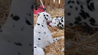 Dalmatian's Love 😍 #love #shorts #dog #fyp