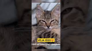 Essa mulher encontrou um lindo Filhote de gato abandonado, e veja só que ela fez...#shorts