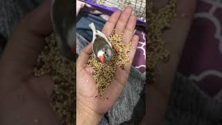 Birdies #youtube #birds