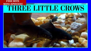 We Found Baby Butterfly Karasu Koi! (Black Koi Fish)