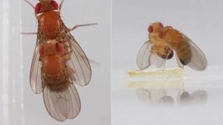 It is all about Drosophila Melanogaster (Fruit flies)!!