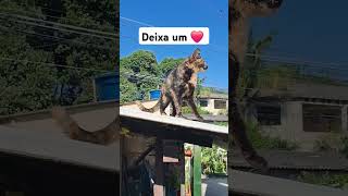 #cat #adote #gatos #adoteumgato#pets #adoteumgatinho #viralvideo#gato #adotaretudodebom #boanoiteee