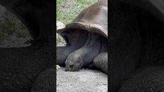 Their domed shell provides protection and allows them to store water for survival in arid conditions