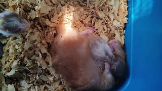 Heartwarming Moment: Hamster Mom Snuggles with Her Little Ones