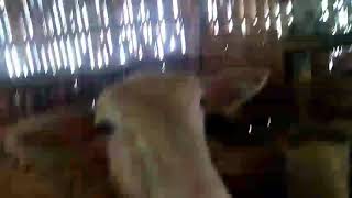 #KANDANG SEDERHANA DOMBA KAMBING DESA