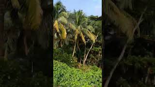 While travelling on village road #shorts #video #nature