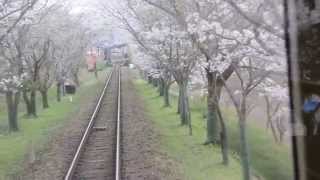 京都賞櫻小火車沿保津川從龜岡到嵐山嵯峨野