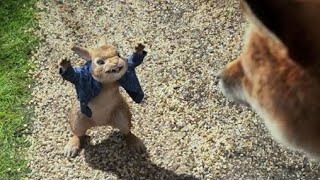 Pedro o Coelho ( Peter Rabbit, 2018 ) Trailer Dublado