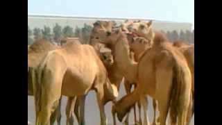 Camels - Esoofi Kader videos 01