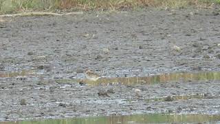 Sharp-tailed Sandpiper third Ohio record