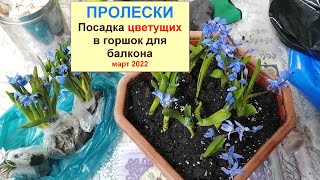 Цветы пролески. Посадка цветущих в горшок для балкона.