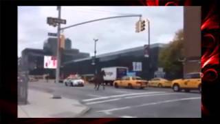 New York polisinin kaçak atla imtihanı