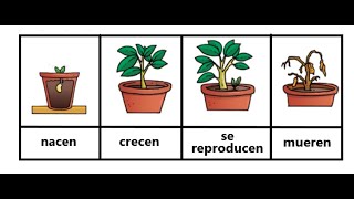 Ciclo Vital  de las plantas.