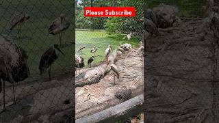 alipore zoo kolkata | herons | bagula |alipore zoological garden | kolkata chiriakhana