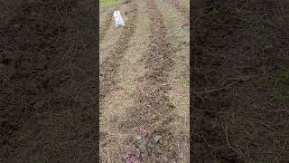 planting sweet potatoes in an open atmosphere