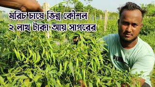 মরিচ চাষ পদ্ধতি। উচ্চ ফলনশীল হাইব্রিড মরিচ চাষে বাজিমাত। তিনগুণ লাভে মরিচ বিক্রি। 