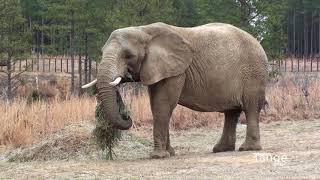 The Elephant Sanctuary | 2nd Annual Christmas Tree Drive