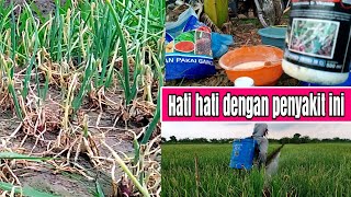 penggabungan obat ulat,jamur,bakteri,virus yang selama ini telah mewabah,karena cuaca