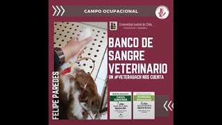 Campo Ocupacional Medicina Veterinaria - BANCO DE SANGRE VETERINARIO - Experiencias Personales