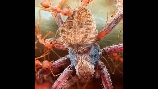 Ants carrying large spider #life #spider #ant #reels #shorts #scary